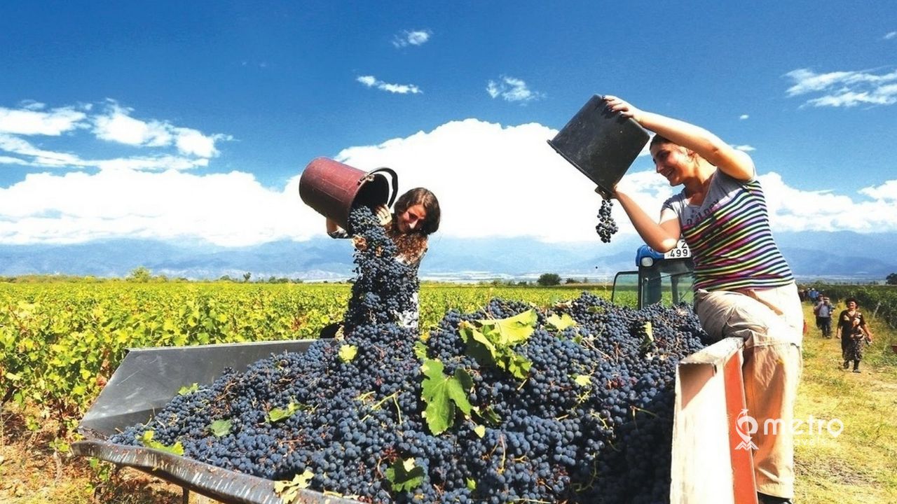 rtveli - good time to visit Georgia